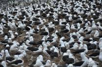 A maior colônia de albatrozes-de-sobrancelha do mundo, em Steeple Jason, no noroeste das Ilhas Malvinas